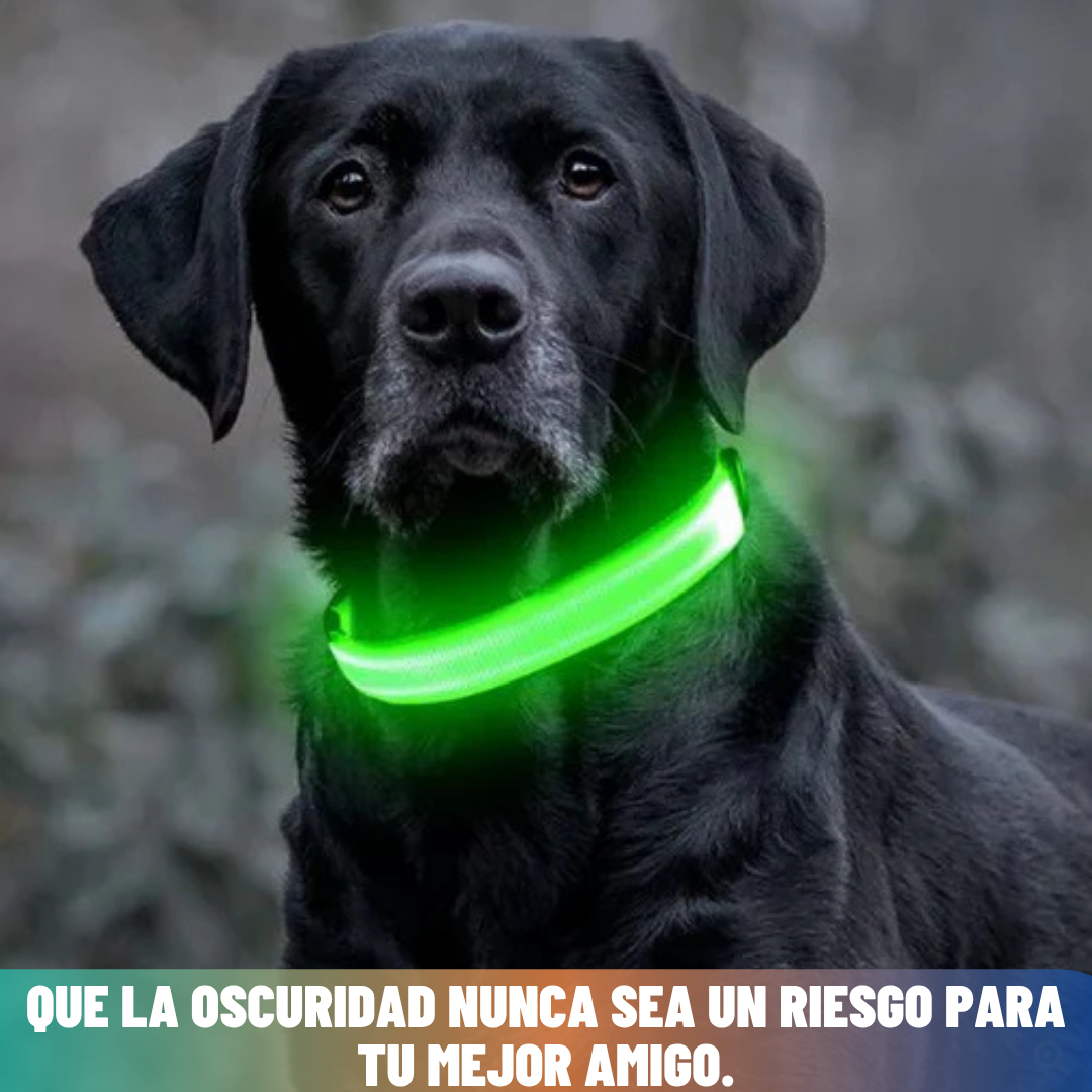 SafePaw™ Collar Brillante LED